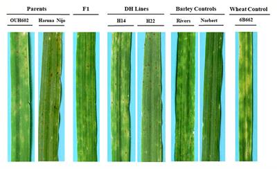 Identification of a Locus Conferring Dominant Susceptibility to Pyrenophora tritici-repentis in Barley